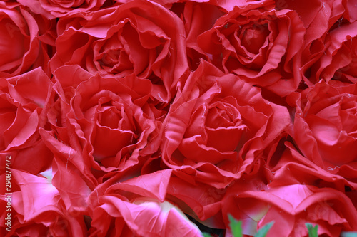 Red rose for love as Saint Valentine's day. Full screen of red flower as for background or backdrop for celebrating concept