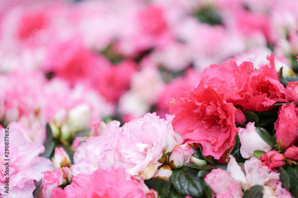 Sweety pink color flower, arzealea bush, fresh beautiful blossom in graden Sweety pink color flower, arzealea bush, fresh beautiful blossom in graden