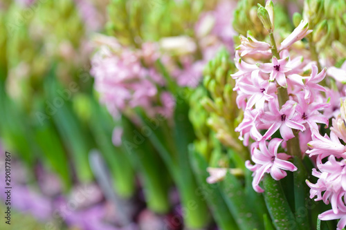 Hyacynths in garden, pink, white, purple wonder smelled flower planted in small pot. Famous for making purfume