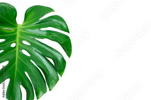Close Up Top View of Real Philodendron Split Green Leaf Monstera deliciosa Foliage . Tropical Rainforest Plant . Clipping Path and Isolated on White Background , Flat Lay