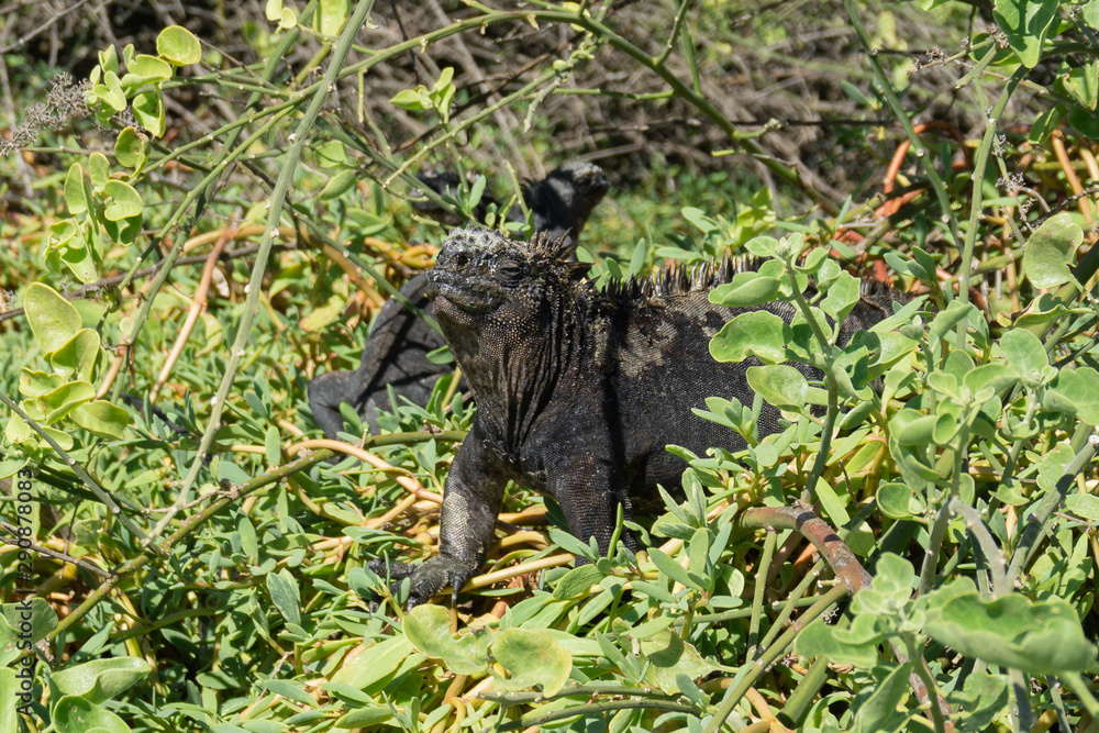 Marine iguana at the Galapago's Islands Marine iguana at the Galapago's Islands