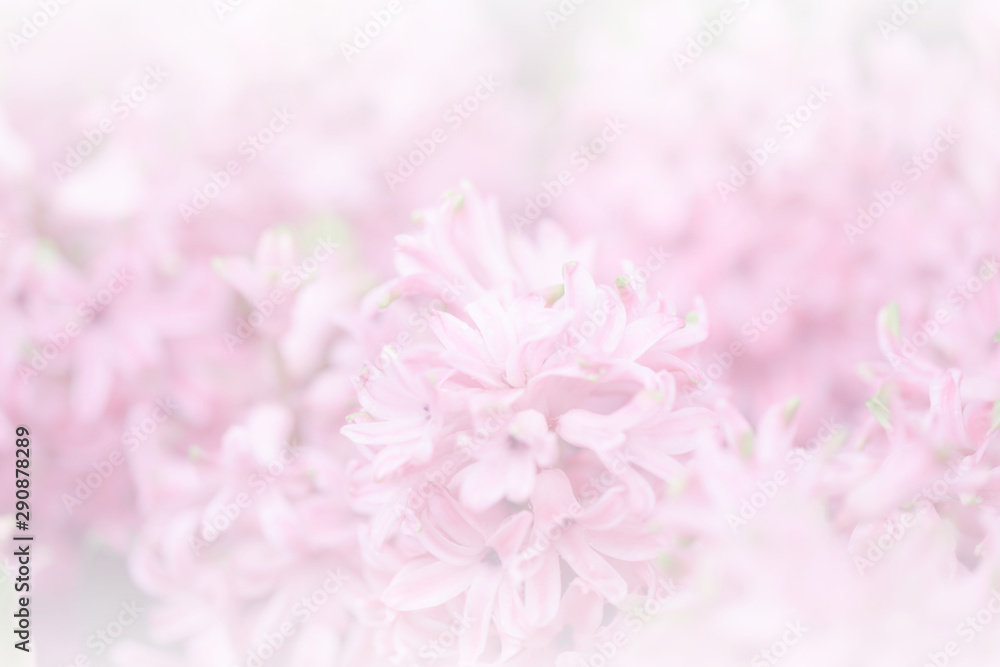 Hyacynths in garden, pink, white, purple wonder smelled flower planted in small pot. Famous for making purfume Hyacynths in garden, pink, white, purple wonder smelled flower planted in small pot. Famous for making purfume