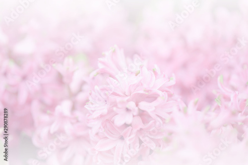Fototapeta Naklejka Na Ścianę i Meble -  Hyacynths in garden, pink, white, purple wonder smelled flower planted in small pot. Famous for making purfume