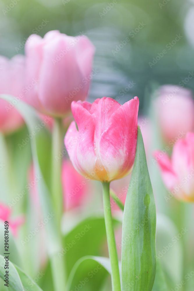 Colorful tulip field, summer flowerwith green leaf with blurred flower as background