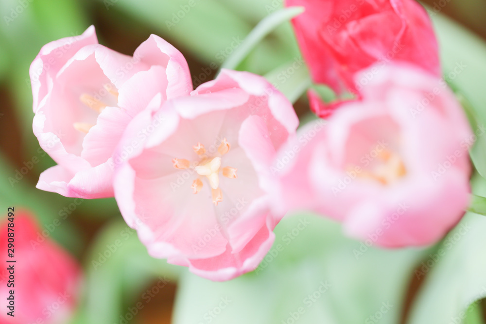 Colorful tulip field, summer flowerwith green leaf with blurred flower as background Colorful tulip field, summer flowerwith green leaf with blurred flower as background