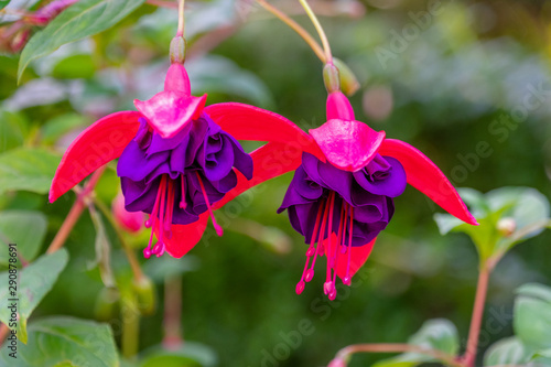 Intricate red and purple fuchsia lena flowers on green blurry background