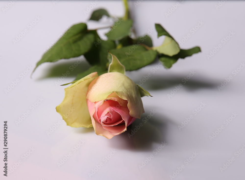 Fototapeta premium 白 バラ 花 愛 美しさ 赤 バレンタイン 