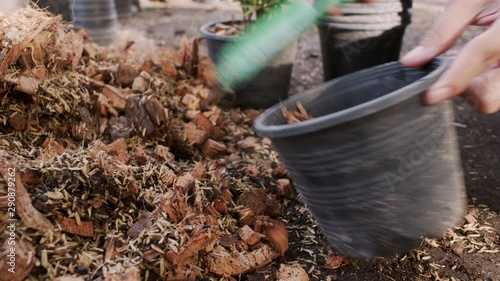 Wallpaper Mural Woman's hand Preparing the soil and fertilizer while using a shovel to scoop into the pots for planting, Small business concept  Torontodigital.ca