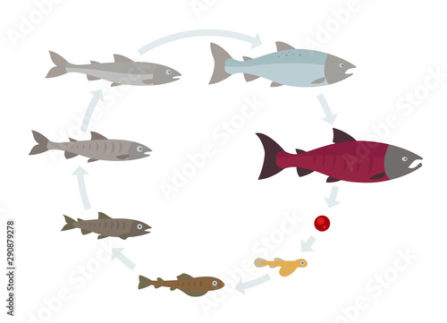 Salmon fish growth set. Grow up circle animation progression. Aquaculture industry life cycle.