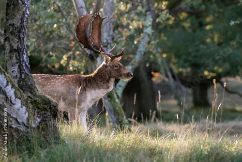 Fallow deer  Dama dama  in rutting season in  the forest of Amsterdamse Waterleidingduinen in the Netherlands.