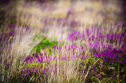 Blooming heather near the village of Plumanah. The coast of pink granite is a unique place in Brittany. France