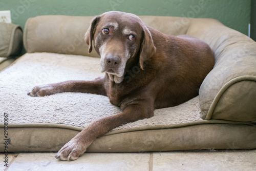 An old senior Chocolate Labrador Retriever dog surprised from sleep.