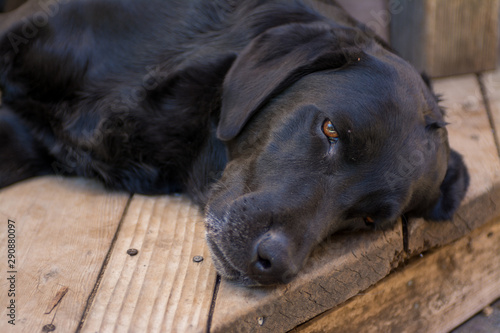 A black Labrador retriever dog opening eyes from sleep.