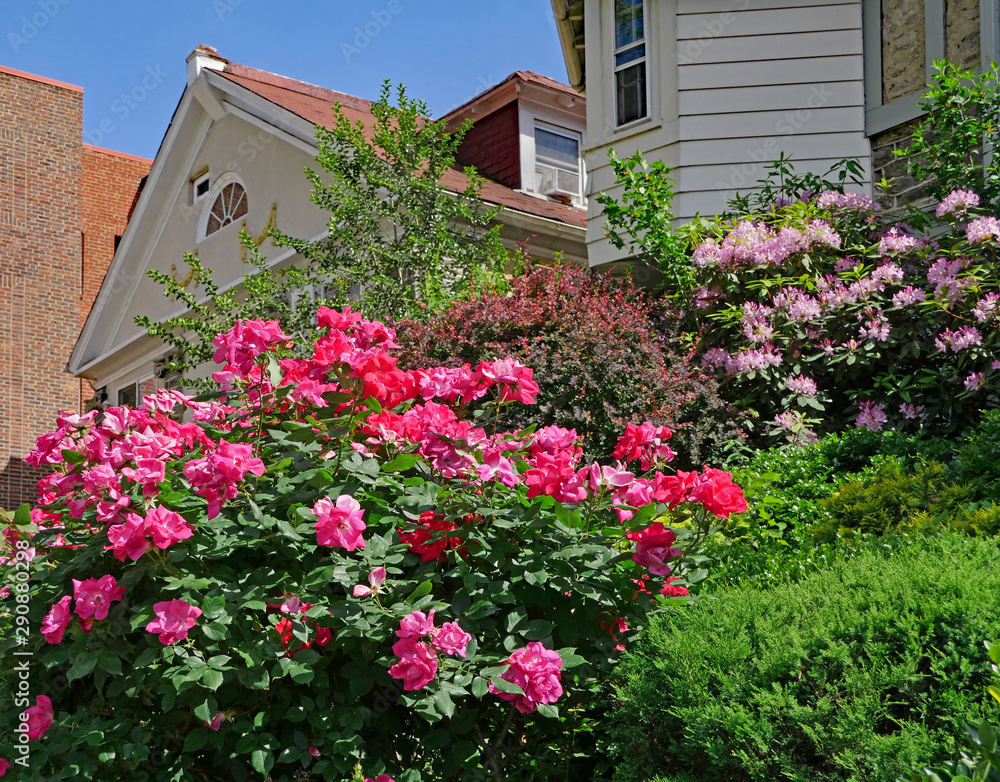 Large pink rose bush in front yard of house