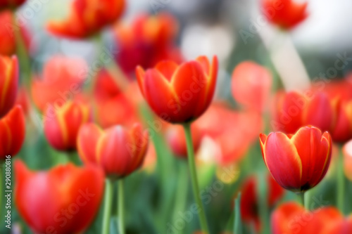 Fresh colorful beautiful tulips field in nature