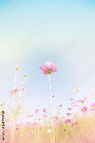 Beautiful pink and colorful pastel flower field, lovely cosmos in nature in sunny day