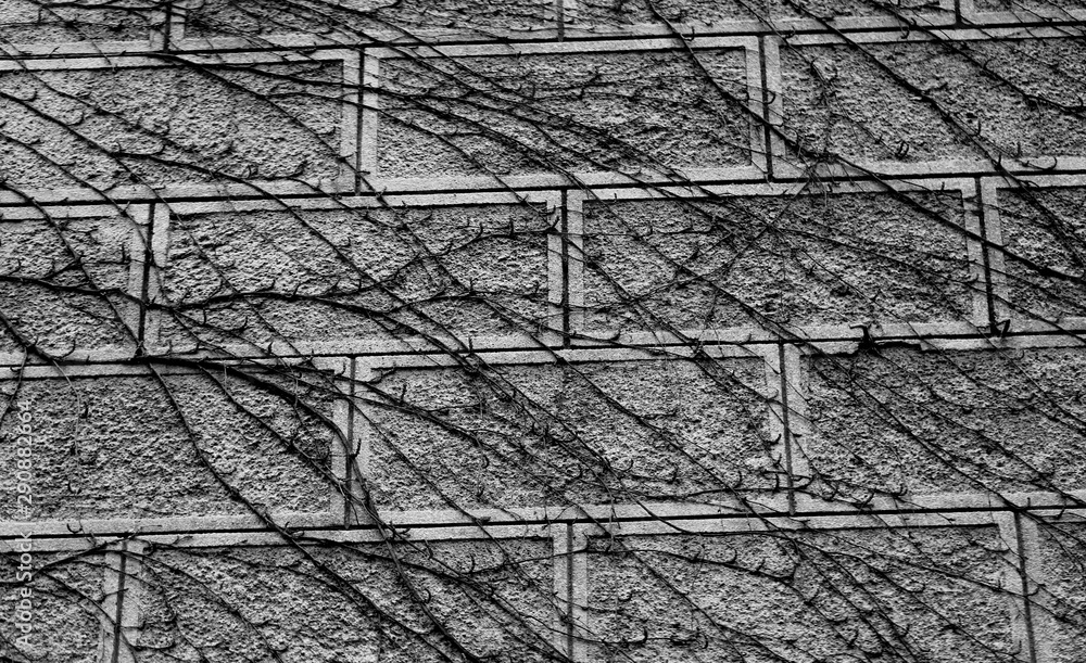 Fototapeta premium Macro photo of an old wall with plants in the castle