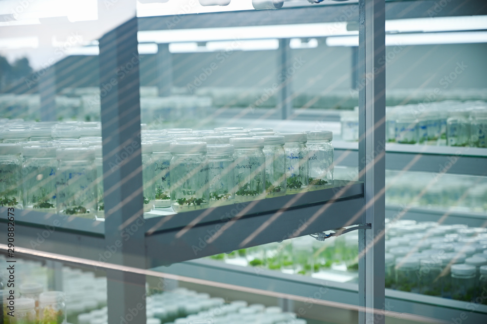 Fototapeta premium Tissue culture in lab