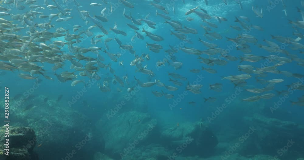 Flatiron Herring baitball from the islands of the sea of Cortez, Mexico. Flatiron Herring baitball from the islands of the sea of Cortez, Mexico.