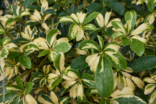 many raindrops on green leaves in a rainy season day.