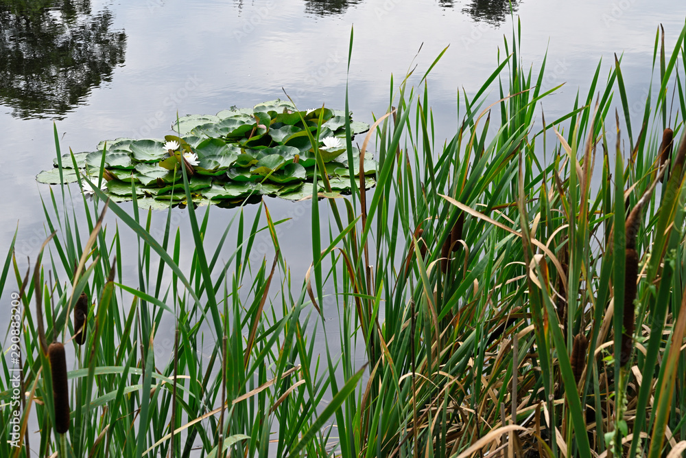 Blooming water lilies in a lake. Blooming water lilies in a lake.