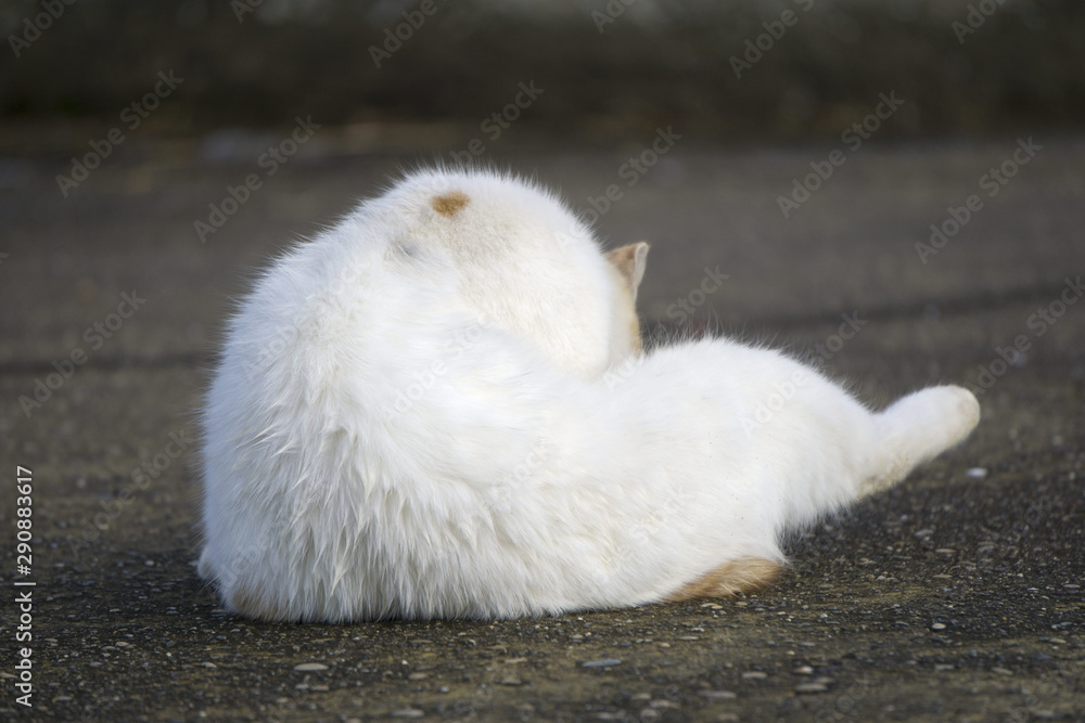 毛づくろい 三毛猫 毛づくろい 三毛猫