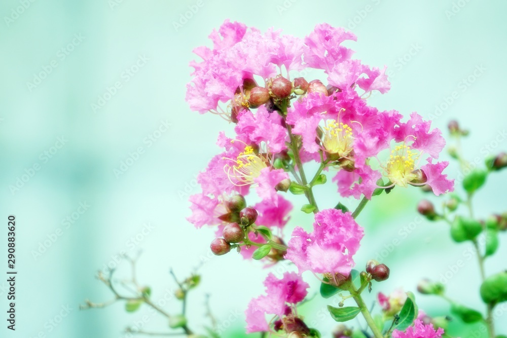 Pink flowers bloom in the garden. Blurred green wall background Pink flowers bloom in the garden. Blurred green wall background