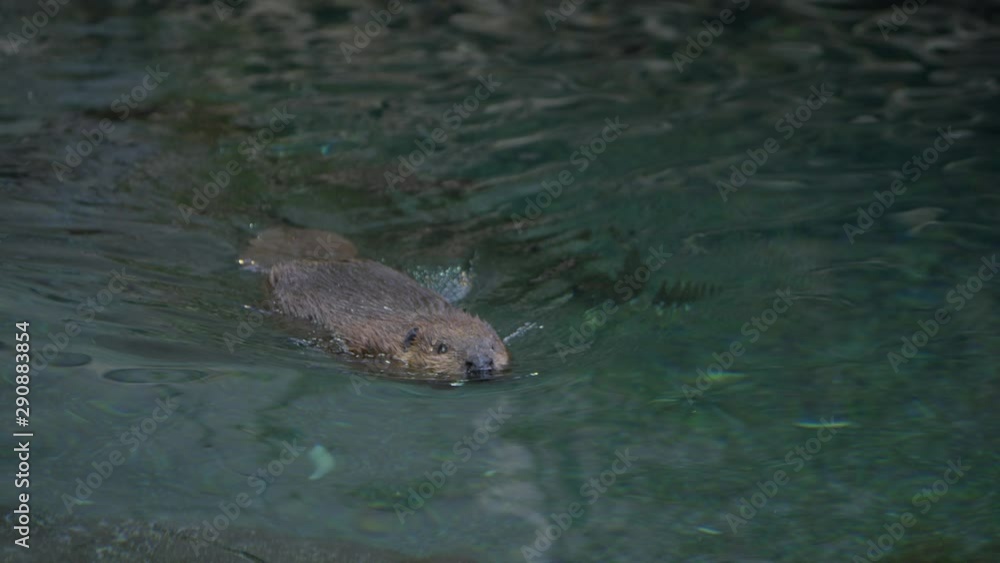 Canadian Beaver swimming in marshland and building dam Canadian Beaver swimming in marshland and building dam