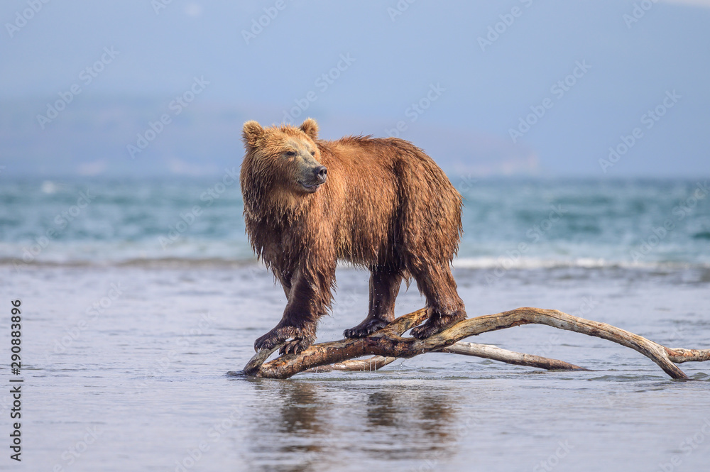 Fototapeta premium Ruling the landscape, brown bears of Kamchatka (Ursus arctos beringianus)