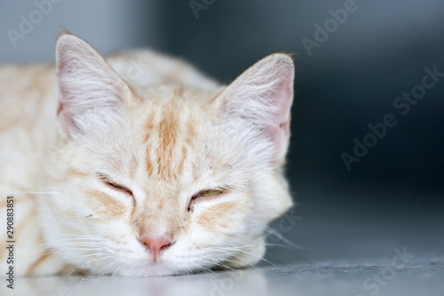 Orange and brown striped lovely and adorable cat taking a nap. Cute kitty lays down on floor
