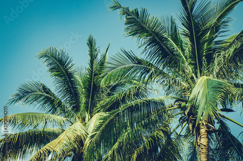 Coconut palm tree foliage under sky. Vintage background. Retro toned poster.