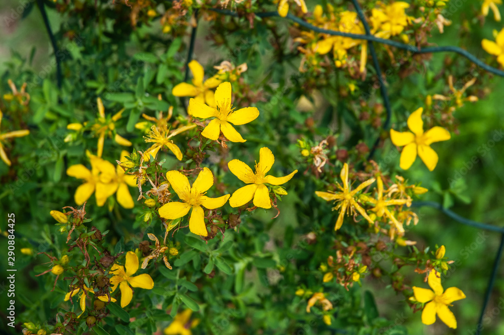 yellow flowers of hypericum perforatum or st. john´s wort yellow flowers of hypericum perforatum or st. john´s wort