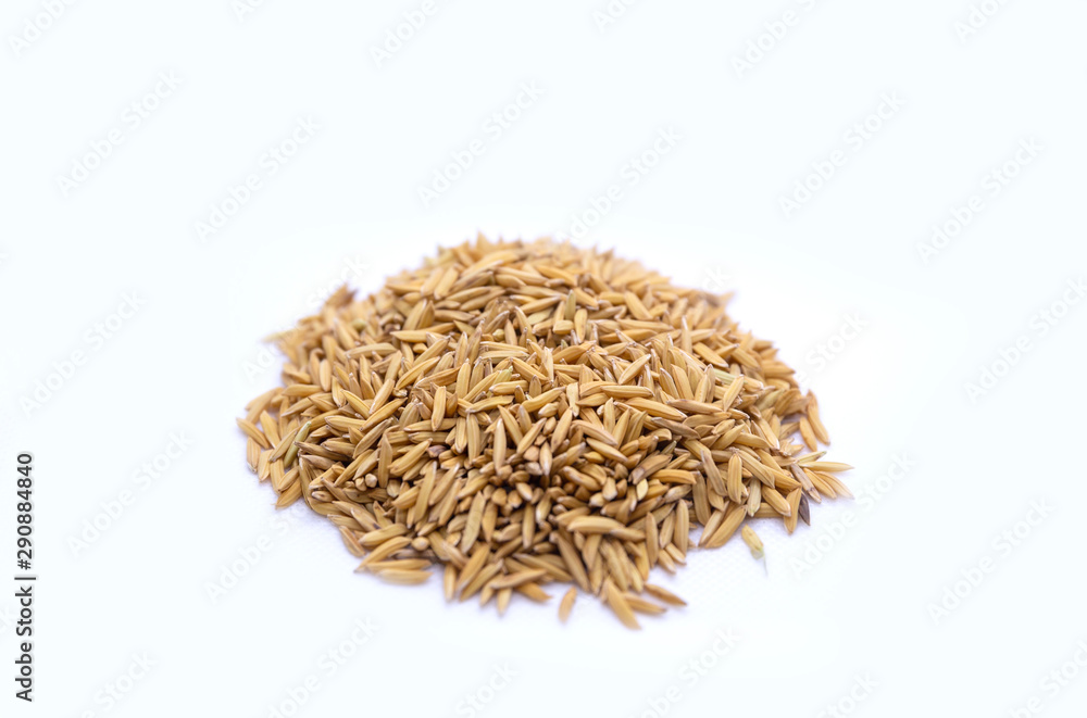 paddy rice on white back ground paddy rice on white back ground