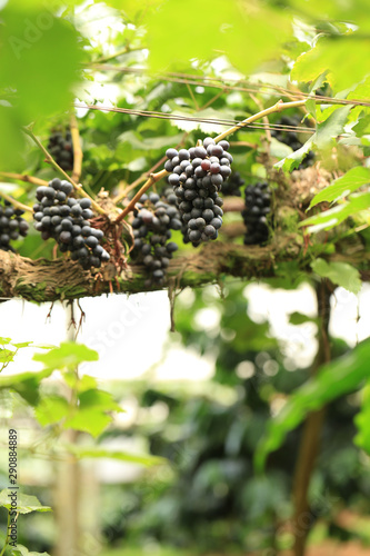 Green grape plant with green leaf, red root, fresh green and red grape for eating or making wine