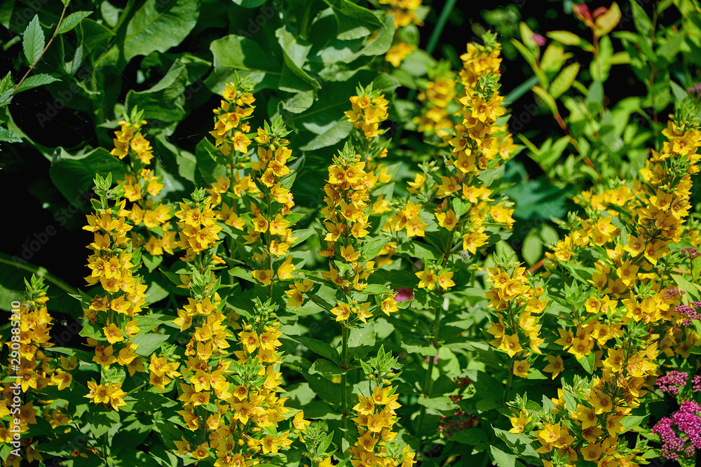 Beautiful bush with yellow flowers closeup summer day. Gorgeous yellow flowers. Beautiful bush with yellow flowers closeup summer day. Gorgeous yellow flowers.