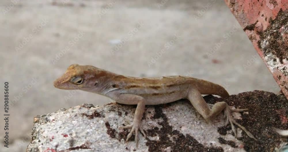 A lizard sitting on a stone lokking at the camera. A lizard sitting on a stone lokking at the camera.