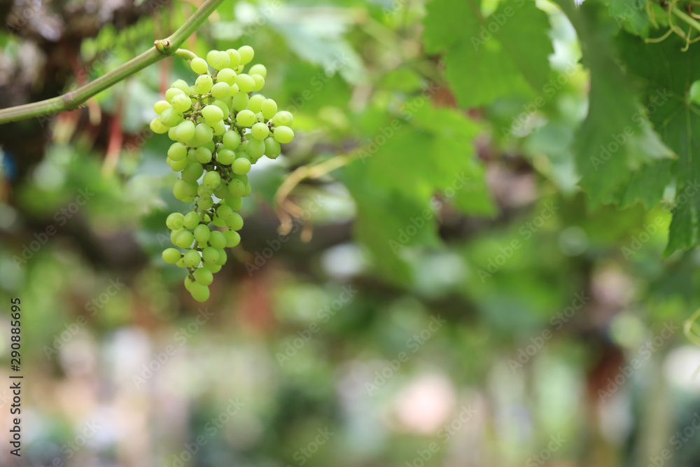 Green grape plant with green leaf, red root, fresh green and red grape for eating or making wine