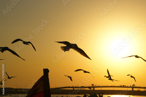 seagulls on the beach at sunset