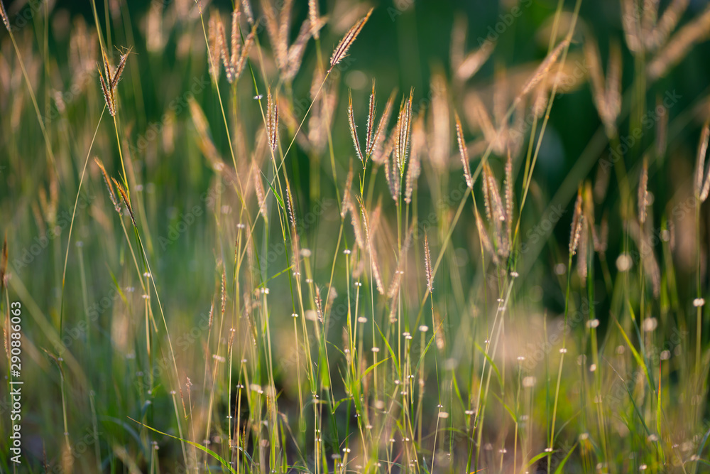 Beautiful grass summer natural landscape with natural light sunset of the sun with dramatic yellow and orange sky. Outdoor travel on wild nature. Relax zone with fresh air and water. Beautiful grass summer natural landscape with natural light sunset of the sun with dramatic yellow and orange sky. Outdoor travel on wild nature. Relax zone with fresh air and water.