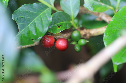 raw green and red coffee bean on coffe plant