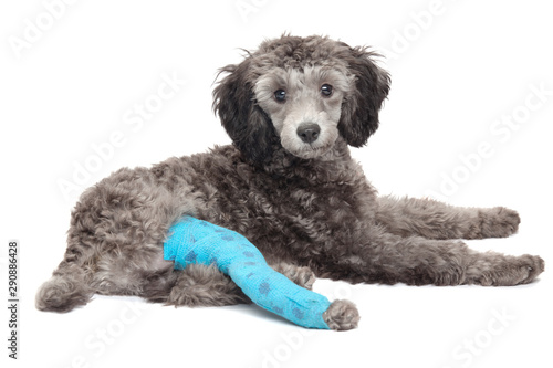 Poodle portrait, gypsum hind right paw.