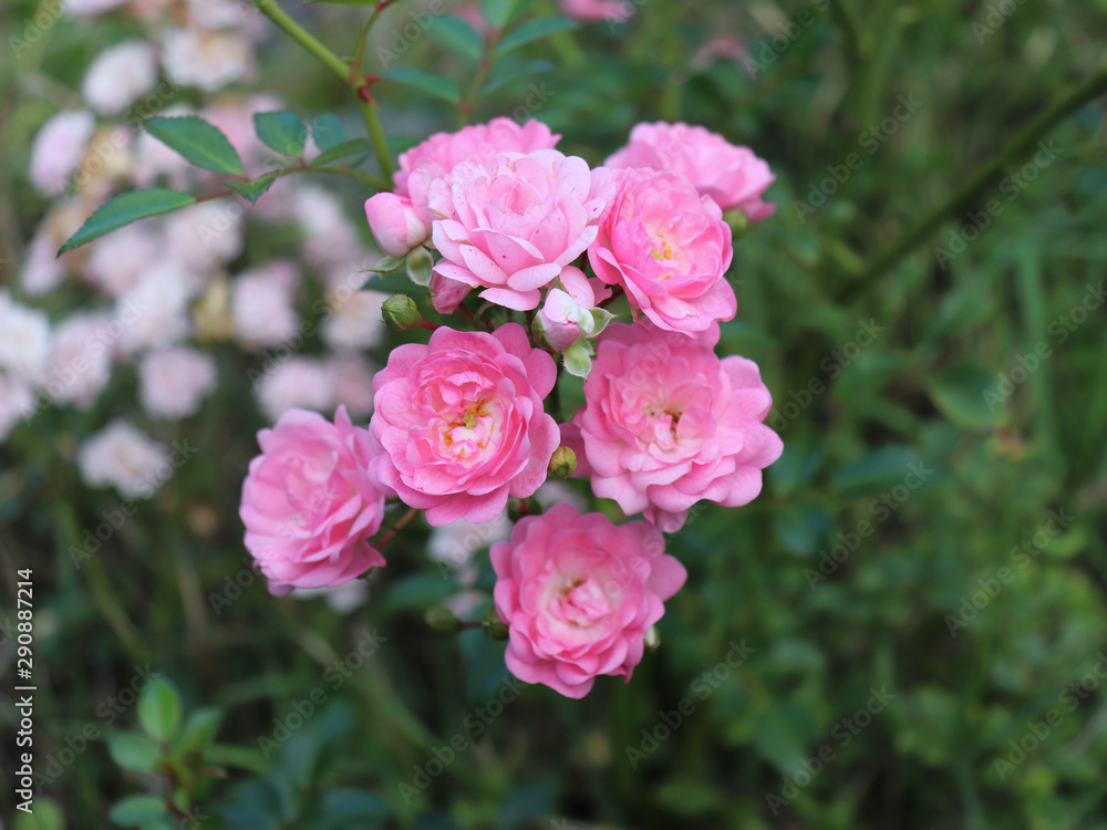 Closeup of beautiful pink rose photographed in organic garden with blurred leaves.Nature and roses concept. Closeup of beautiful pink rose photographed in organic garden with blurred leaves.Nature and roses concept.