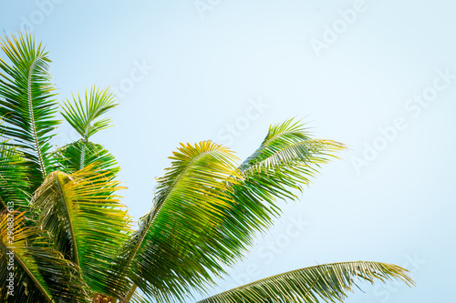 Palm tree in the background of a clear blue sky. Background - tourism, travel and leisure.