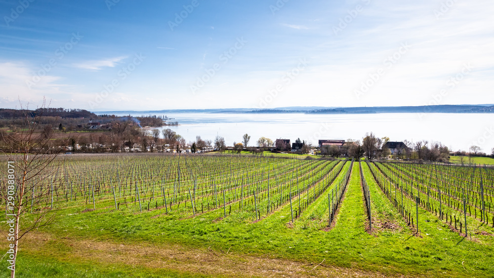 winter scenery vineyard at Lake Constance Germany