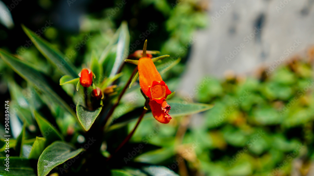 Impatiens is a vast genus of well over a thousand described species with a wide distribution in the Northern Hemisphere and extensions into sub-equatorial Africa, India, Ceylon, and southeastern Asia 