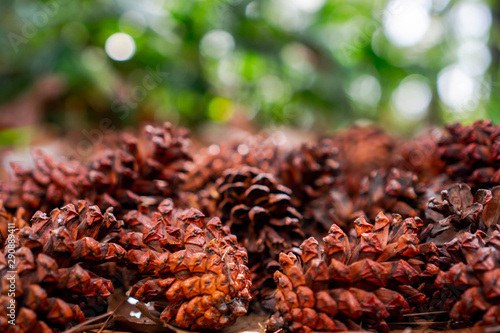 A cone is an organ on plants in the division Pinophyta that contains the reproductive structures. The familiar woody cone is the female cone, which produces seeds. The male cones, which produce pollen