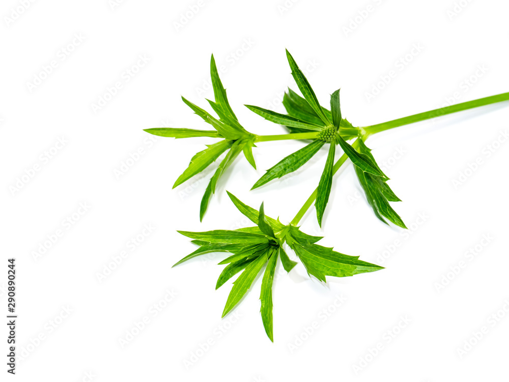 Close up Culantro flower with green leaves Close up Culantro flower with green leaves