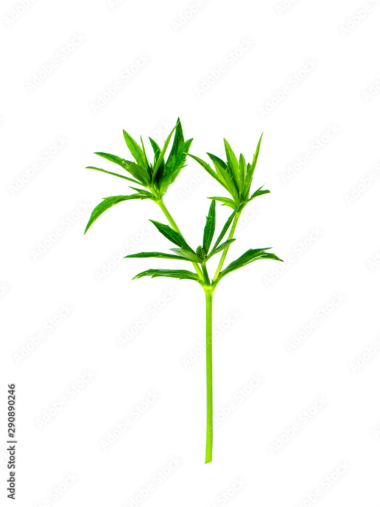 Close up Culantro flower with green leaves Close up Culantro flower with green leaves