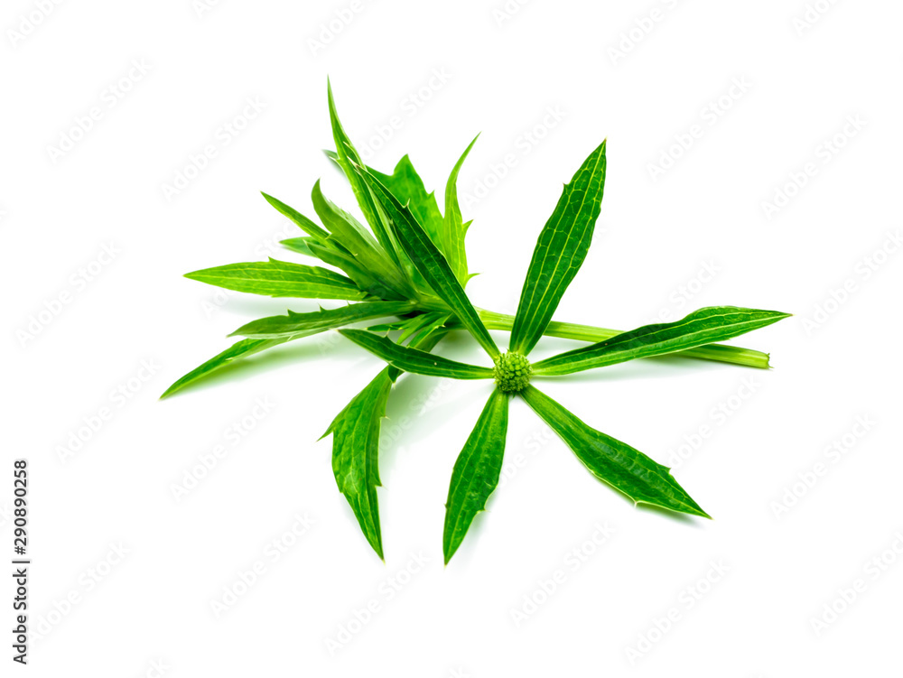 Close up Culantro flower with green leaves Close up Culantro flower with green leaves