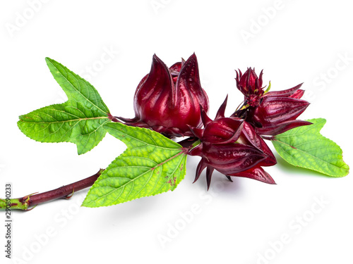 Hibiscus sabdariffa or roselle fruit photo